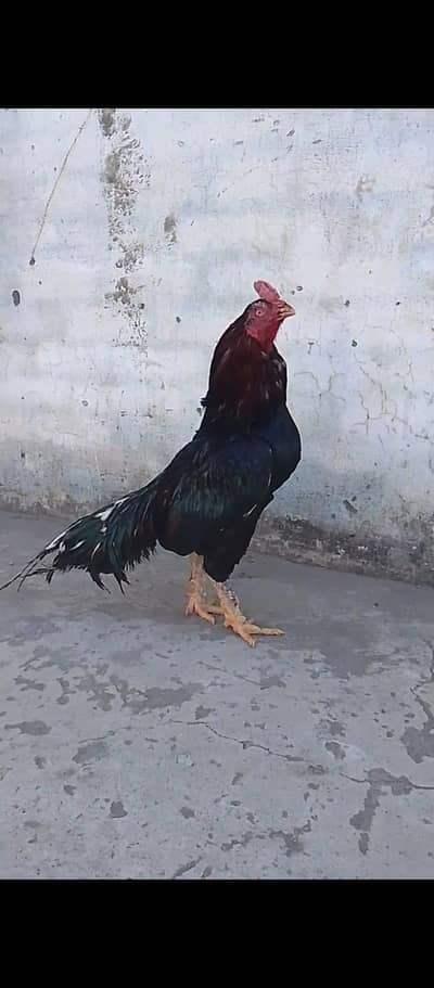 aseel murga for sale
