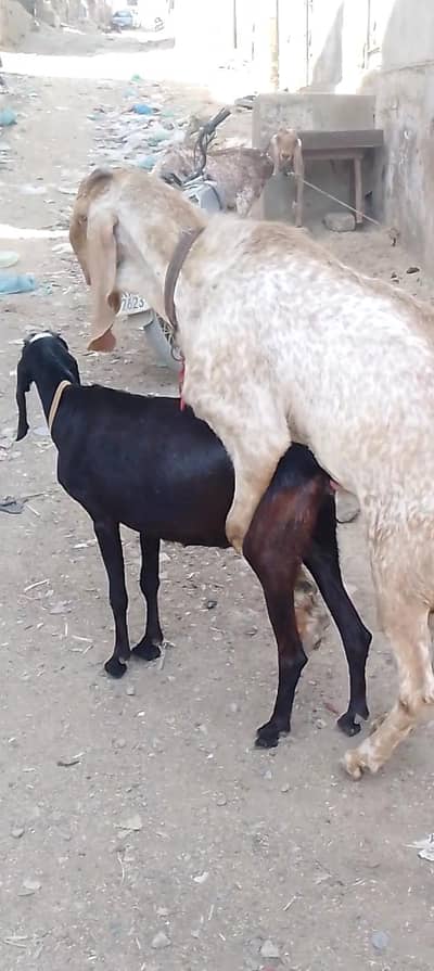pure beetal gabban bakri garanti ki