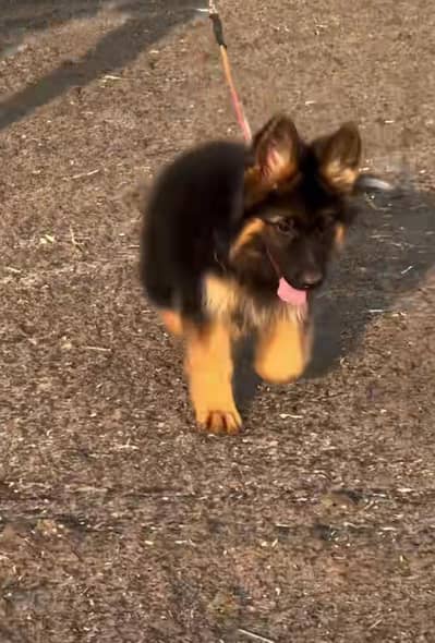 German Shepherd long coat puppies for sale  WhatsApp me 03476326175