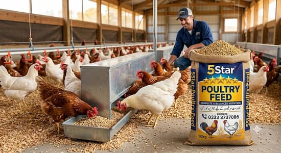 chicken feed