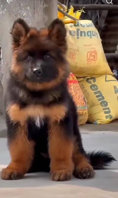 German Shepherd long coat puppies for sale  WhatsApp me 03476326175