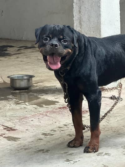 rottweiler
