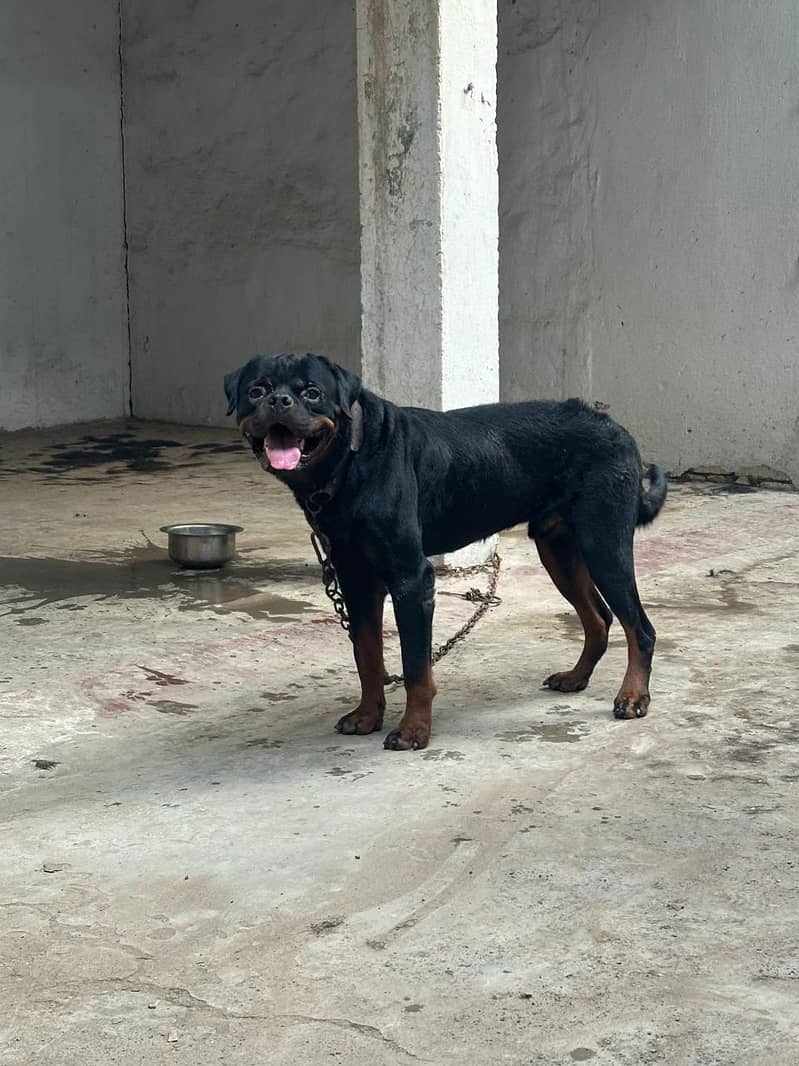 rottweiler 1