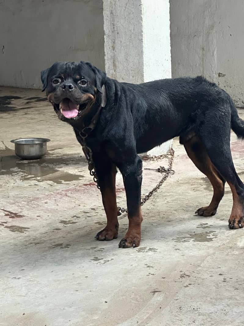 rottweiler 2