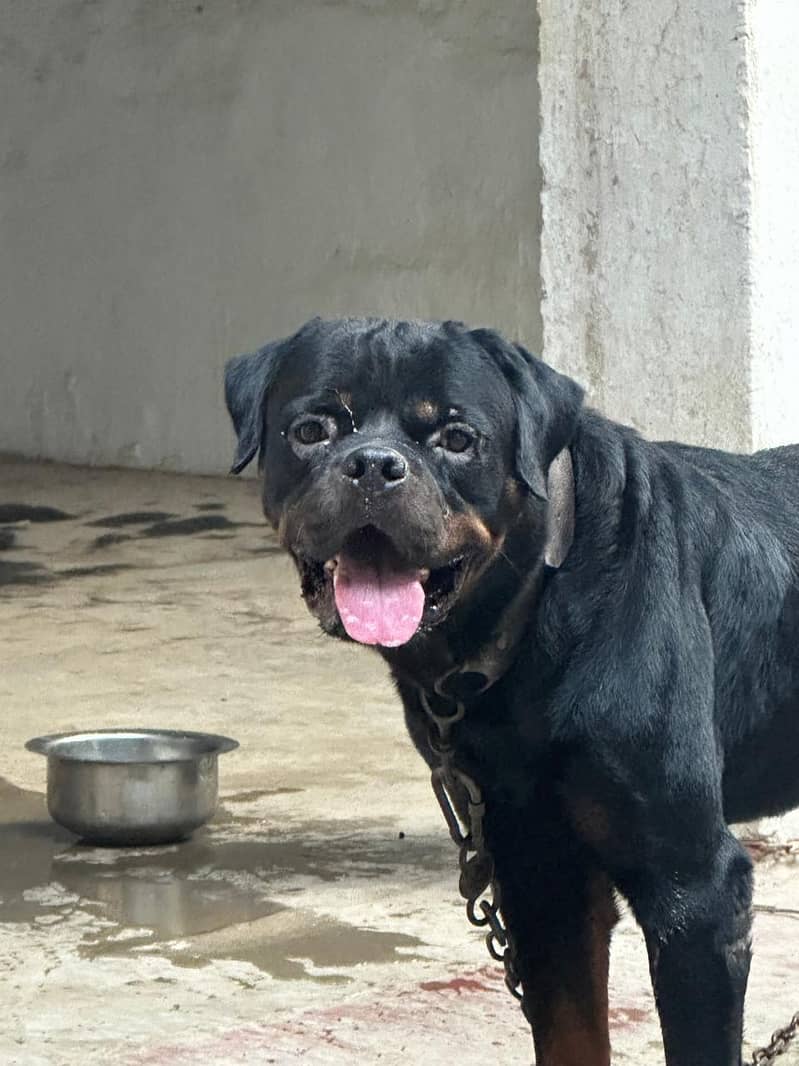 rottweiler 3