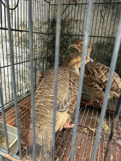 dakhni teerar pair for sale