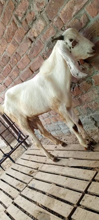 pure beetle breeder bakra 03256512525