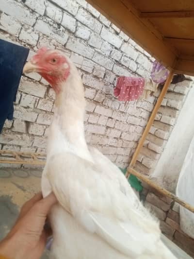 White Shamo German bread