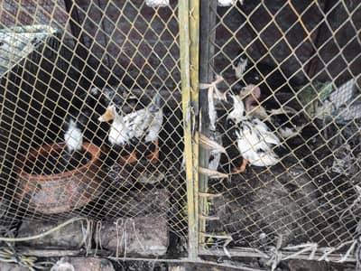 home breed ducks