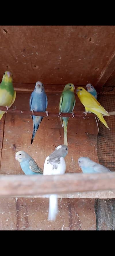 budgies pathay