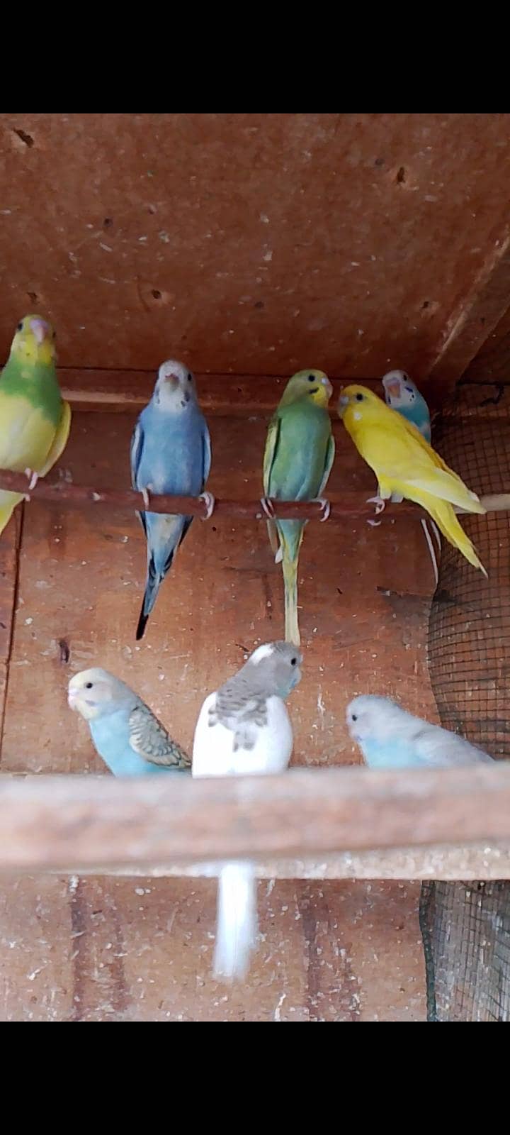 budgies pathay 0