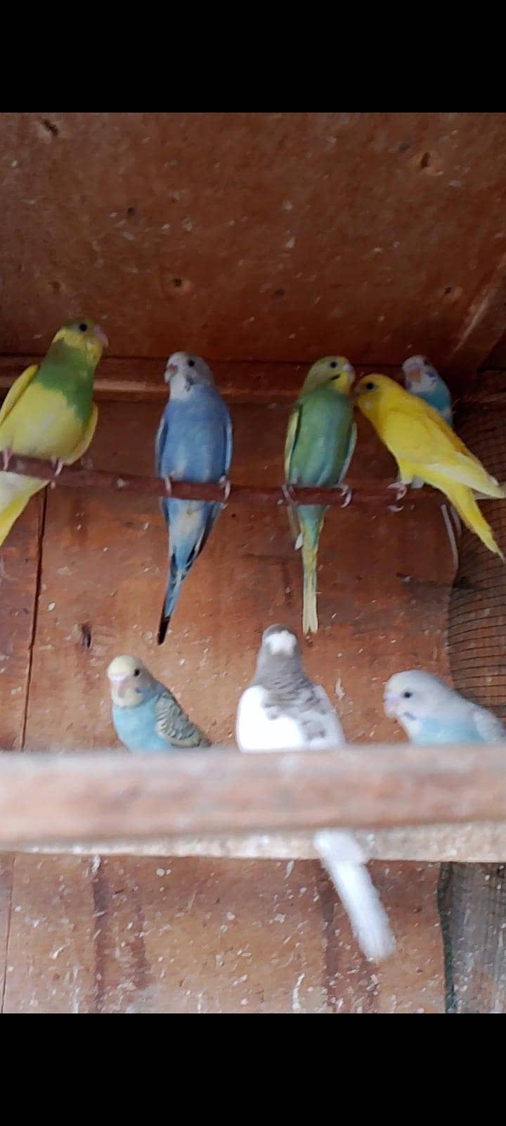 budgies pathay 1
