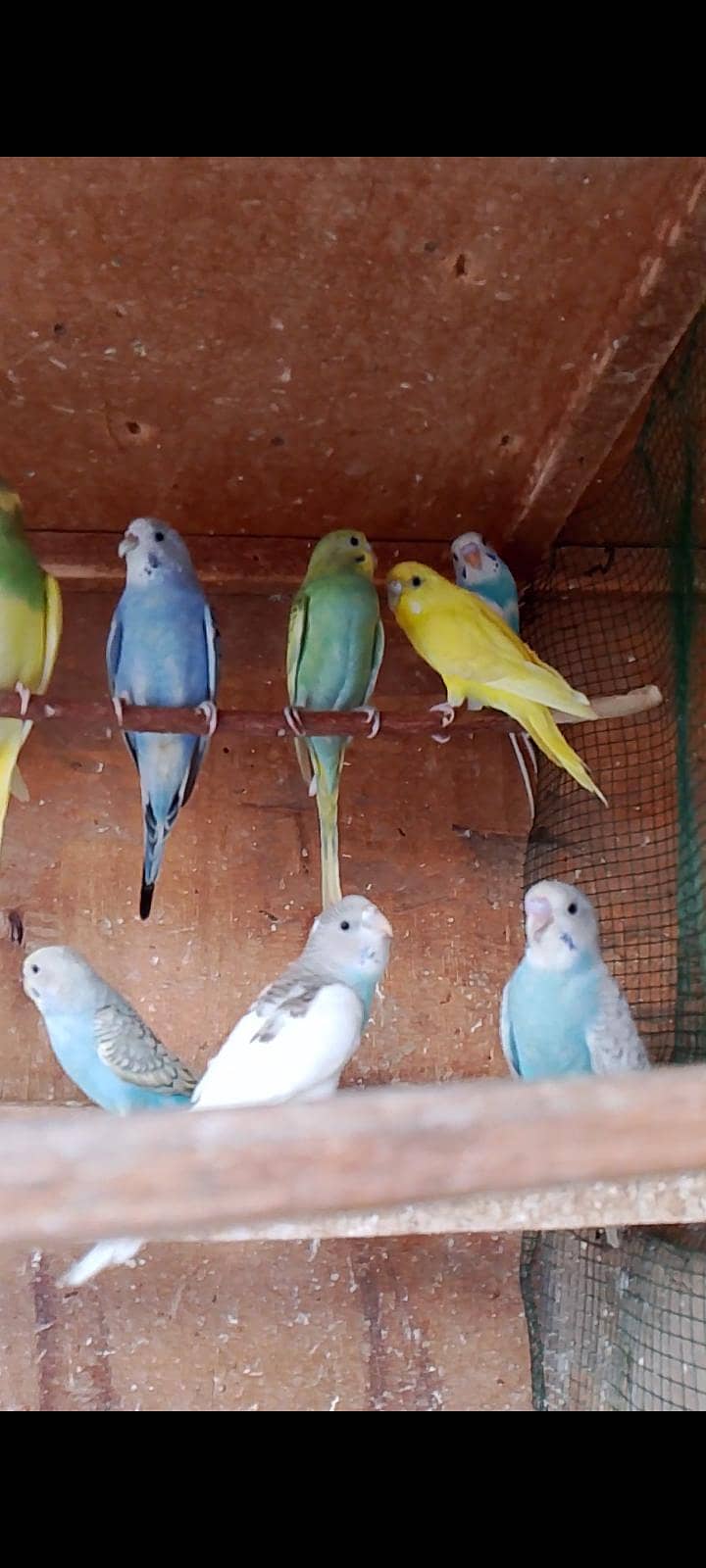 budgies pathay 2