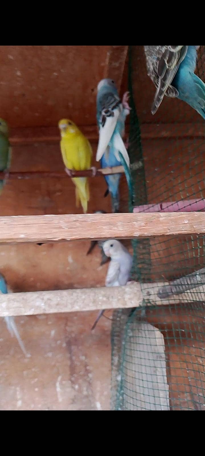 budgies pathay 3