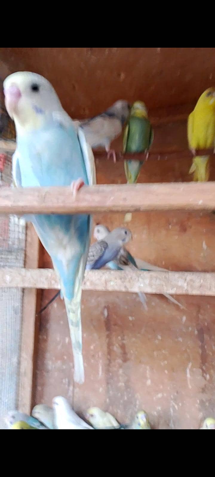 budgies pathay 4