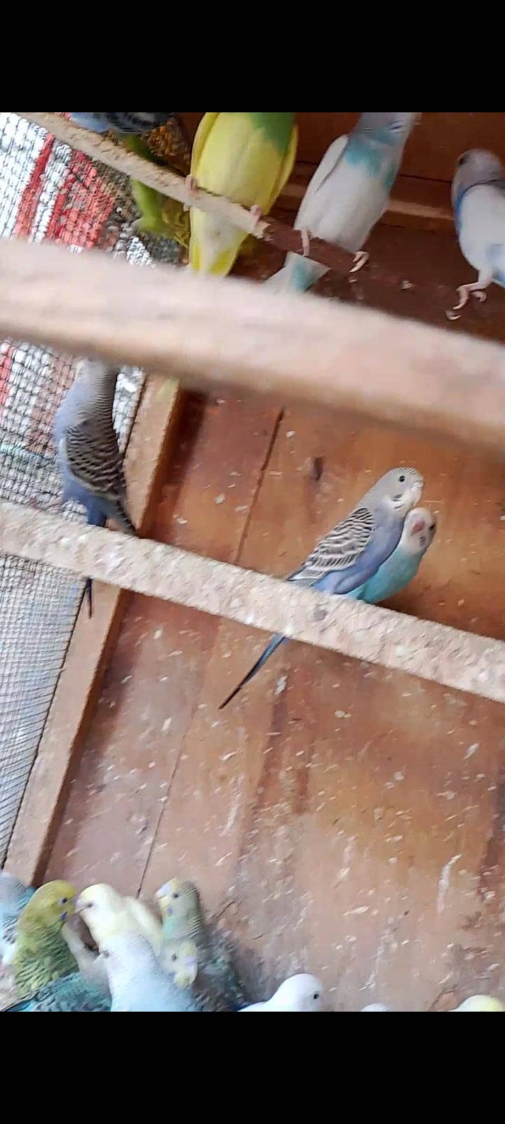 budgies pathay 5