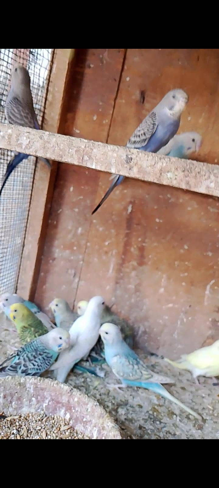 budgies pathay 6