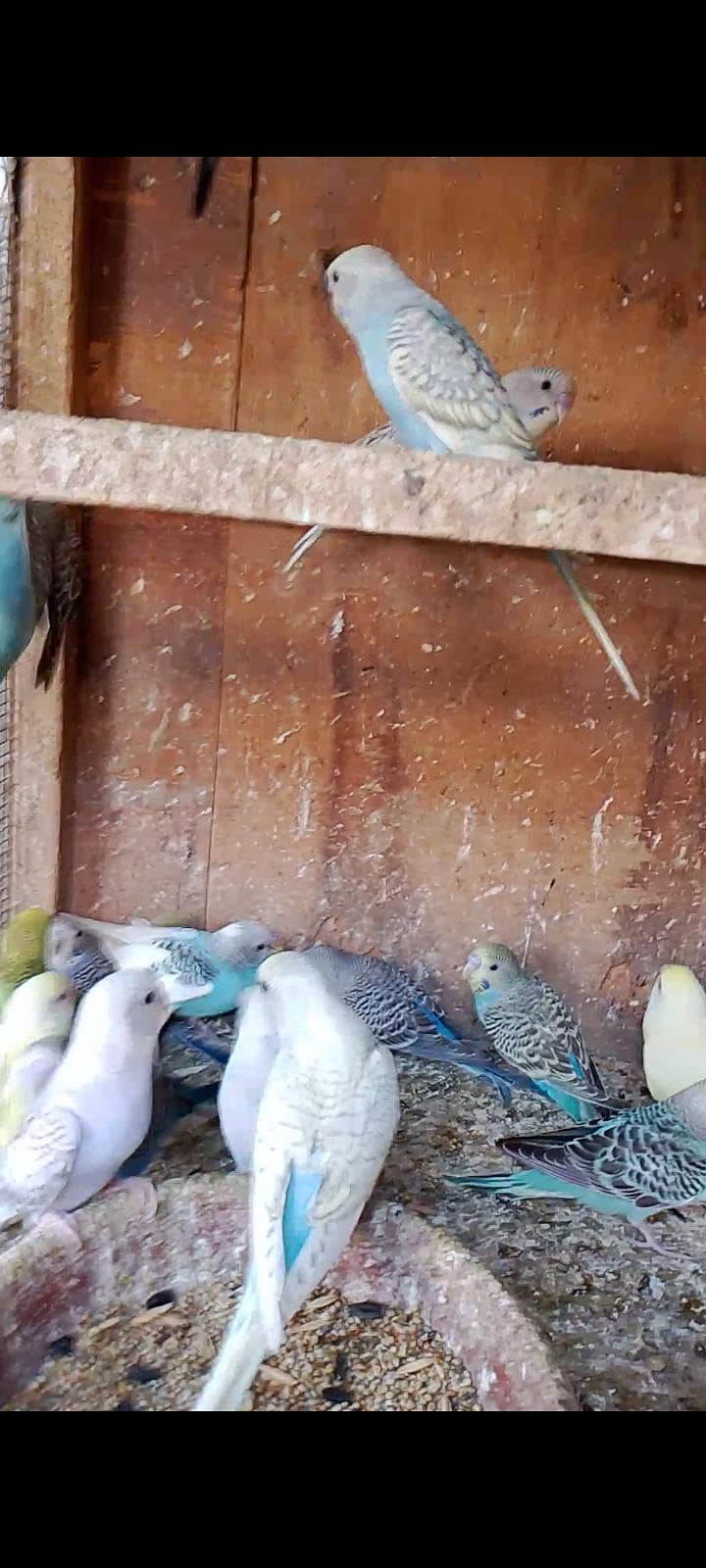 budgies pathay 7