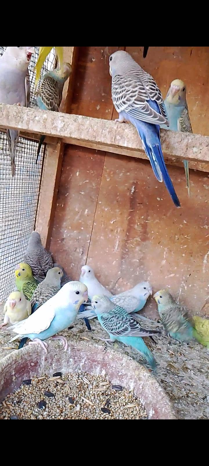 budgies pathay 8