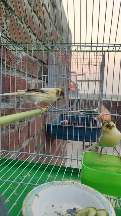 canary finch pair 0300/491/8160/