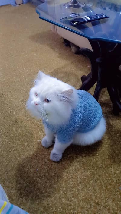 Beautiful & Healthy Cat for Sale