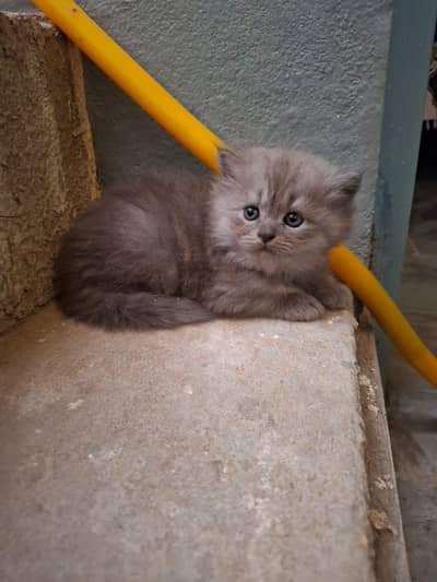 Kitten  male and female