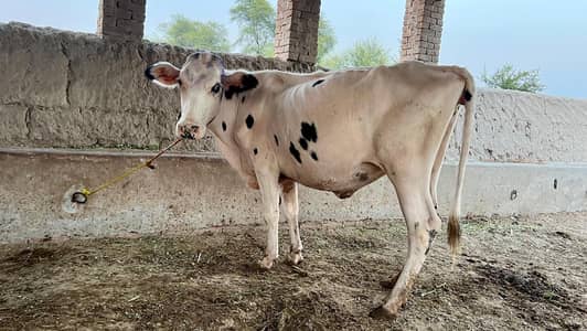 first timer 2 months confirm pregnant cow