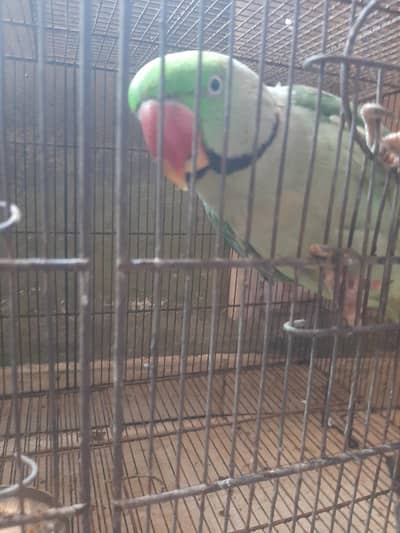 Raw Parrot Alexander Kashmiri Pahari Parrot