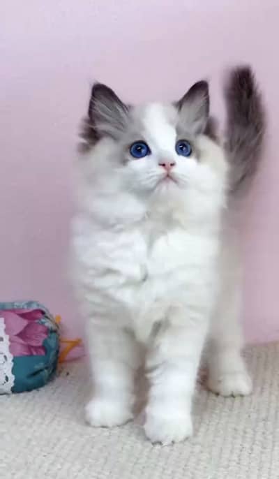 RAGDOL IMPORTED KITTENS AVAILABLE