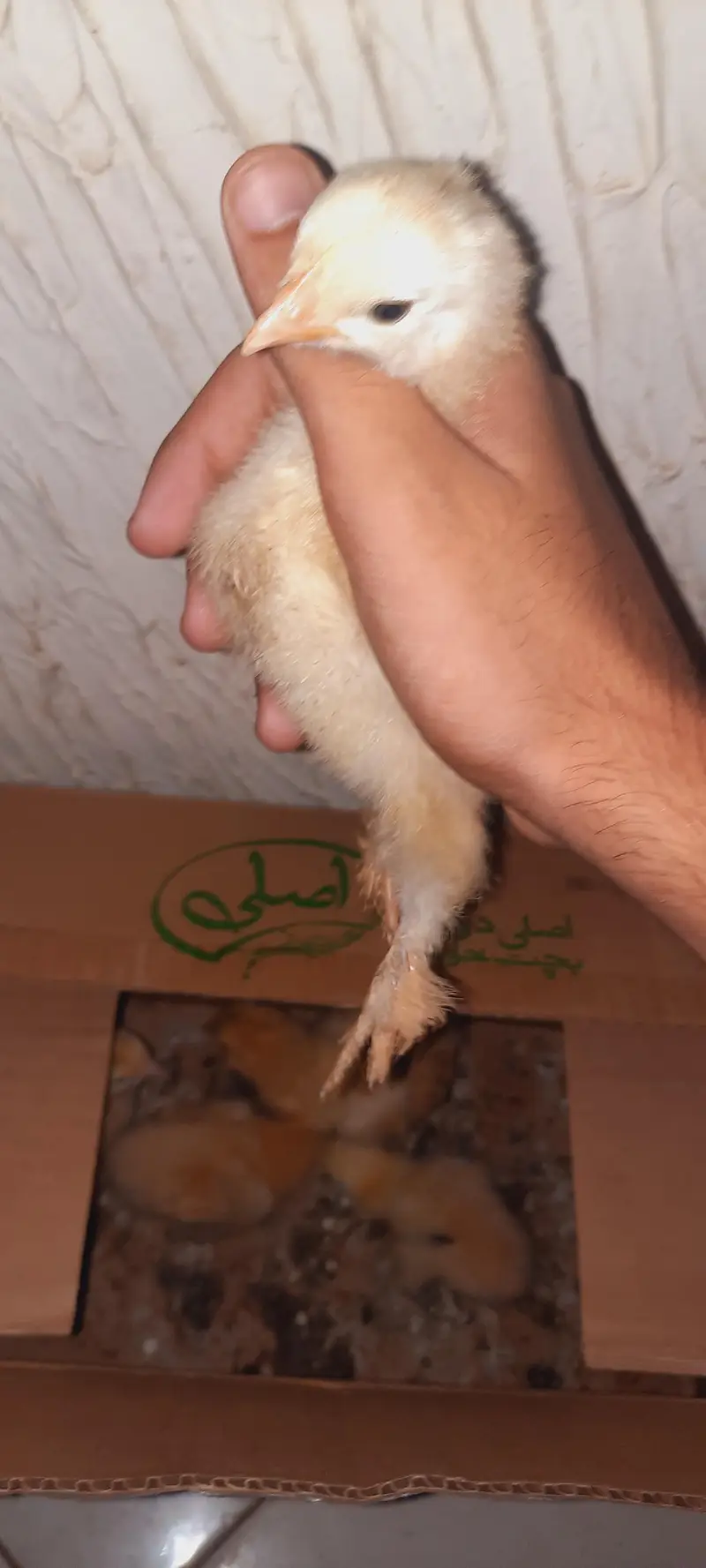 heavy goldenbuff chicks — photo 2