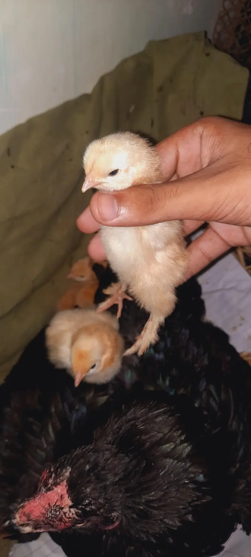 heavy goldenbuff chicks — photo 3