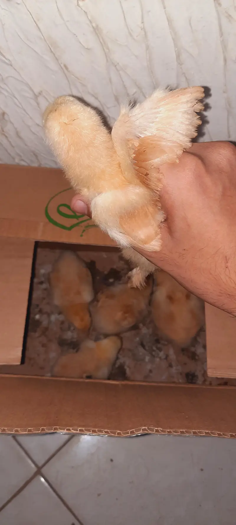 heavy goldenbuff chicks — photo 4