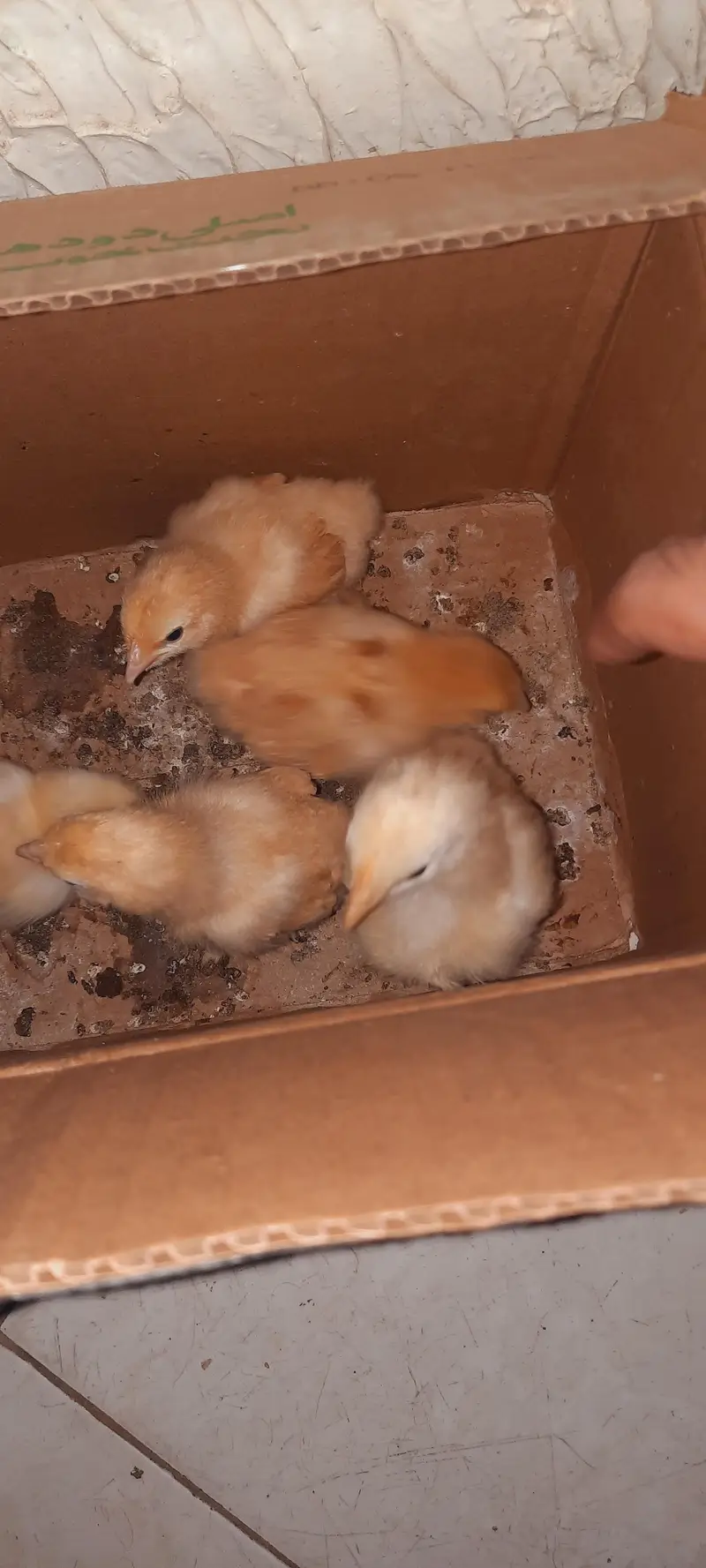 heavy goldenbuff chicks — photo 5