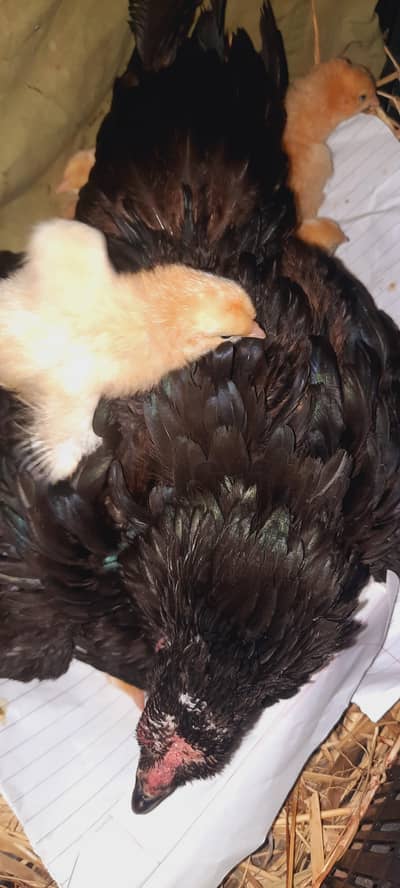 heavy goldenbuff chicks