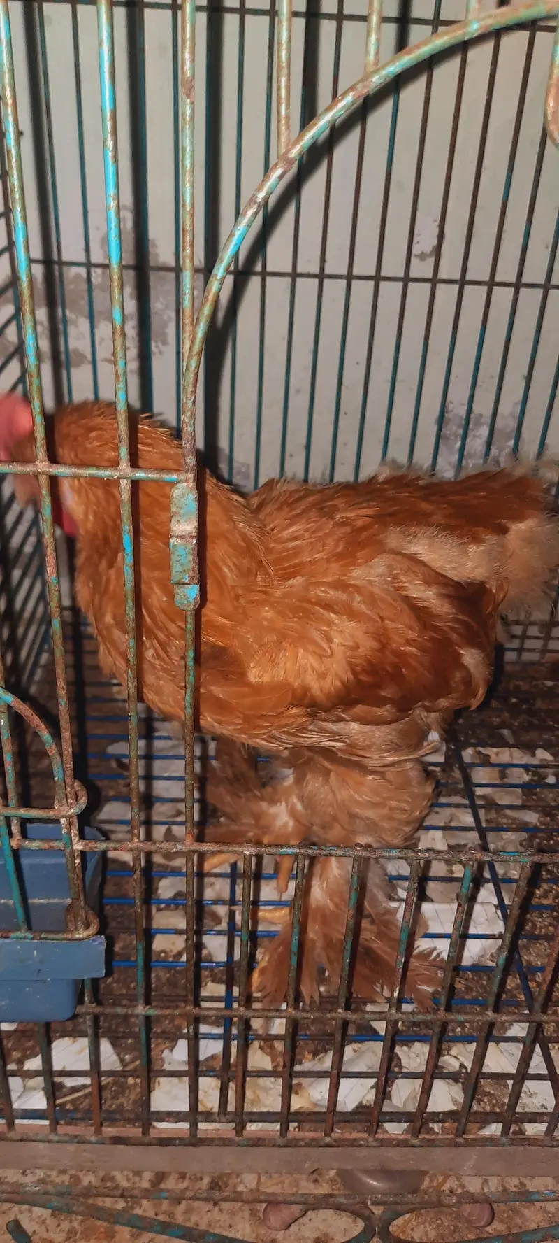 heavy goldenbuff chicks — photo 6