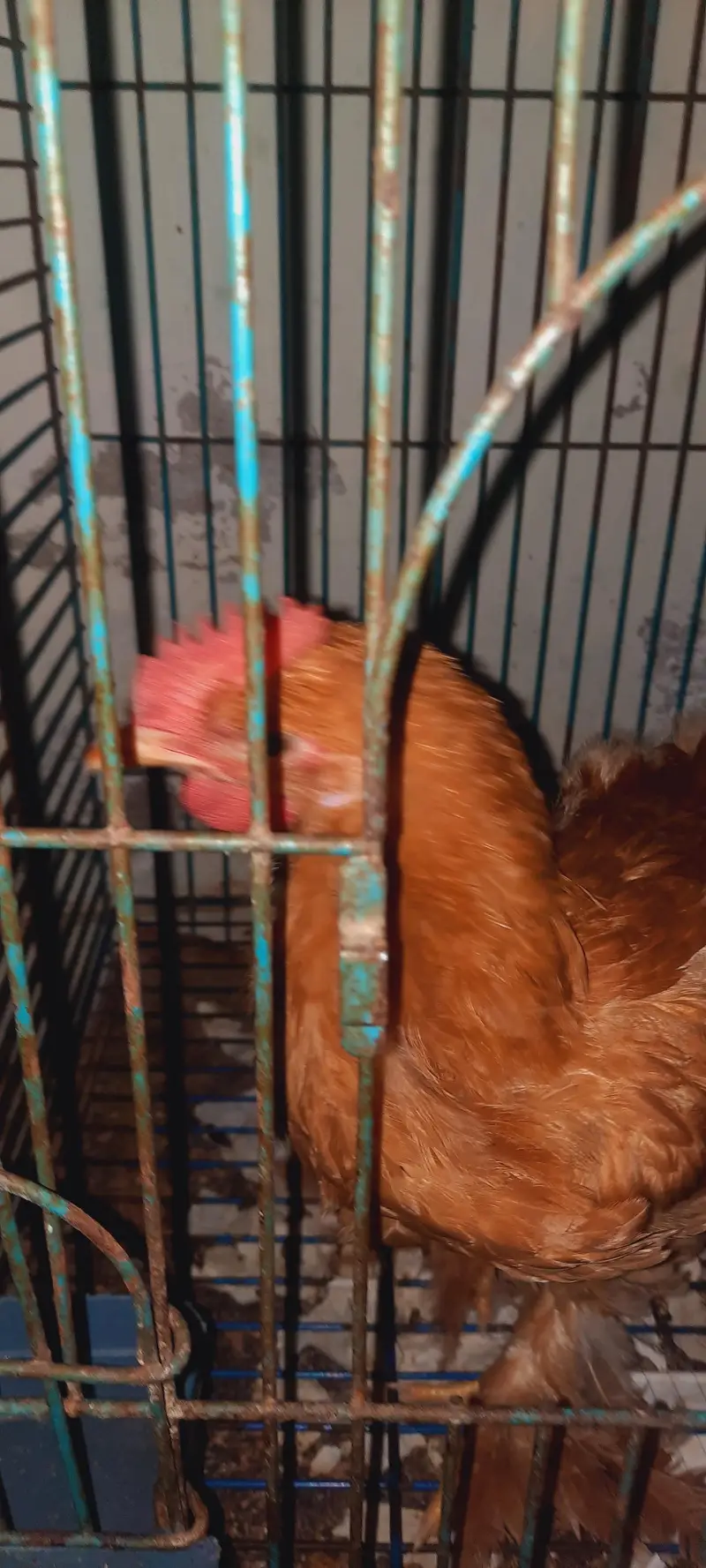 heavy goldenbuff chicks — photo 7