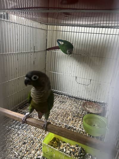 pineapple conure