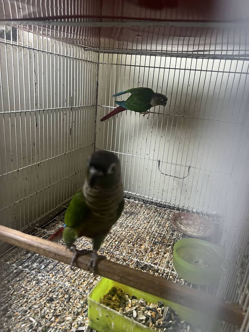 pineapple conure 1