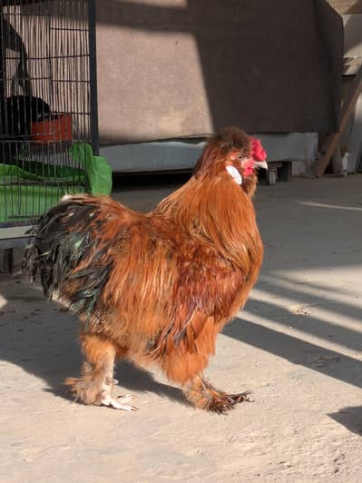buff partridge silkie male