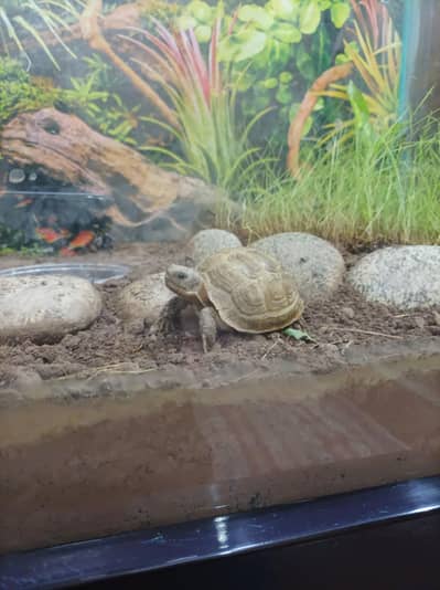Russian Baby Turtles