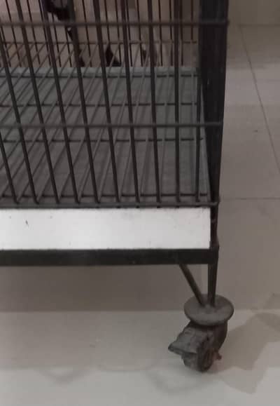 Birds cage