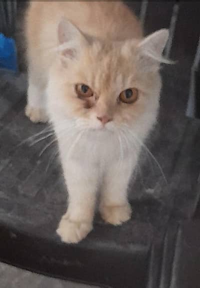 breeder male for sale