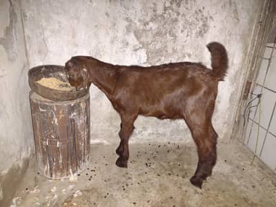 BAKRA FOR SALE. . .