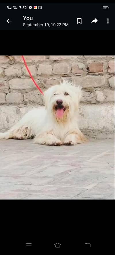 poodle female for sale