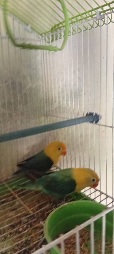 Lovebirds