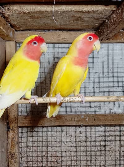 Love birds lutino red eye confirm pair