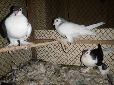 Breeder Pair With one Chicks For Sale Healthy And Active Pair