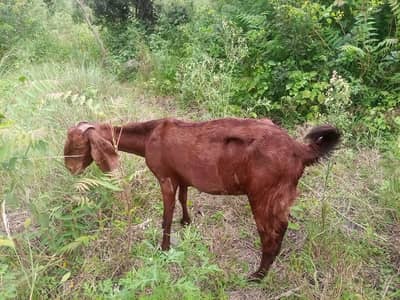 Beetal for sale