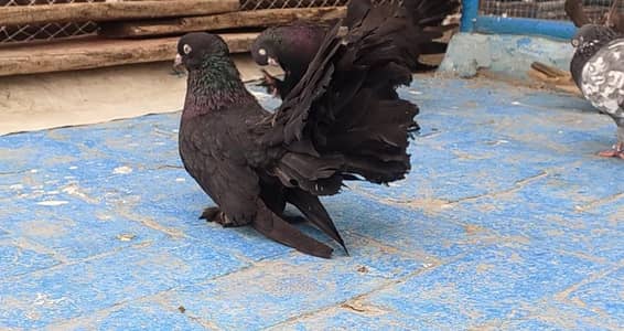 Sigapure Lucky long tail Black Important bloodline