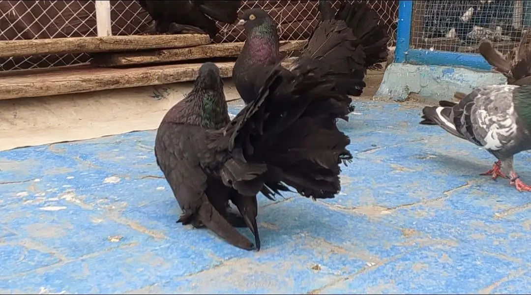 Sigapure Lucky long tail Black Important bloodline — photo 2